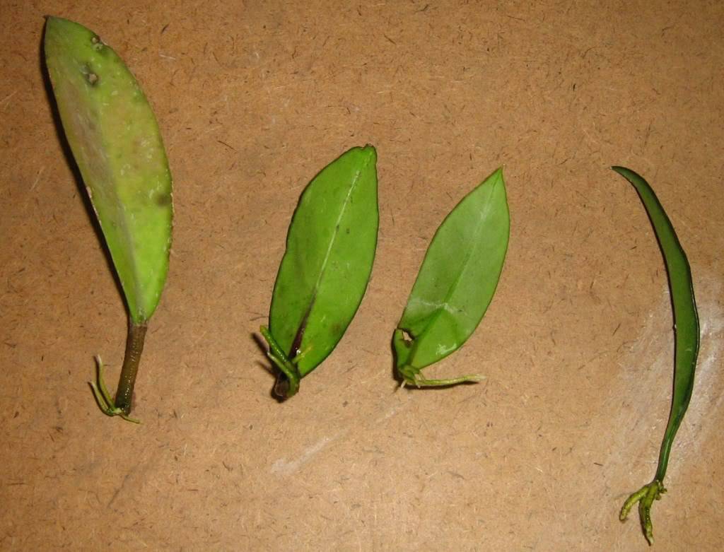 Coccion en maceta de barro y calor intenso - Página 3 Hojas-plantas