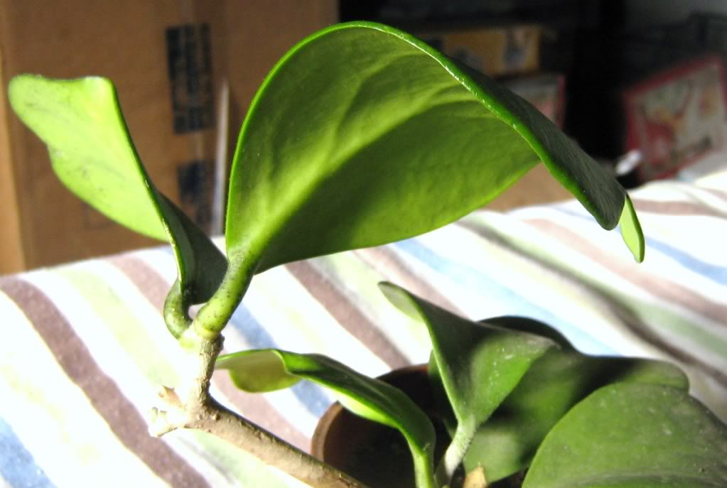 Hoya latifolia IMG_2546