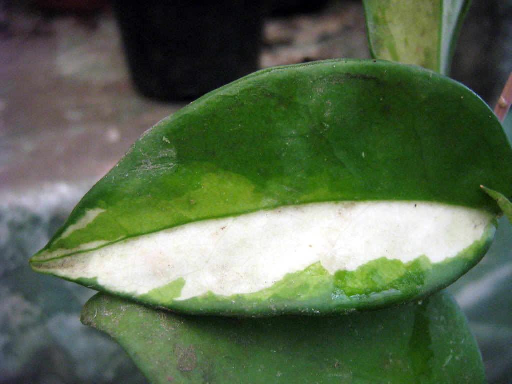 Estoy haciendo un experimento de las hoyas que se vuelven verdes y son variegadas Esqueje