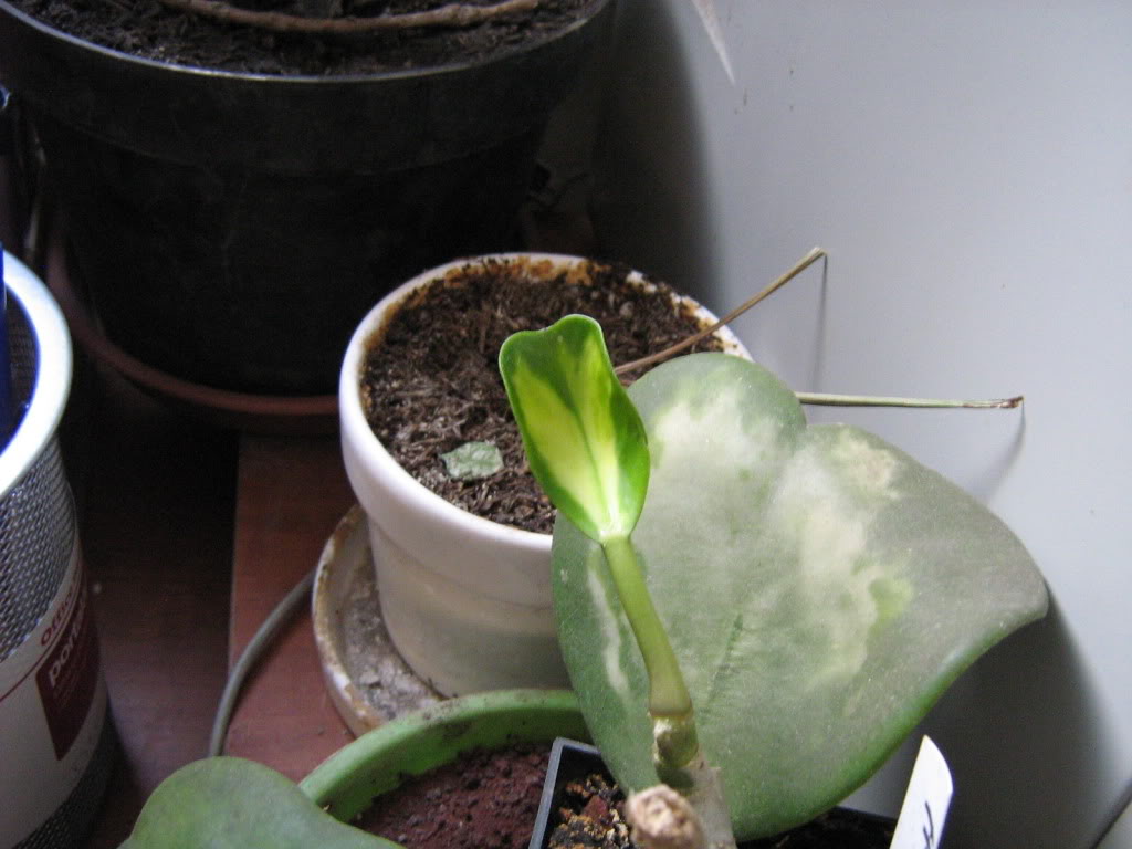 Crecimiento e una hoja de hoya kerri. K4