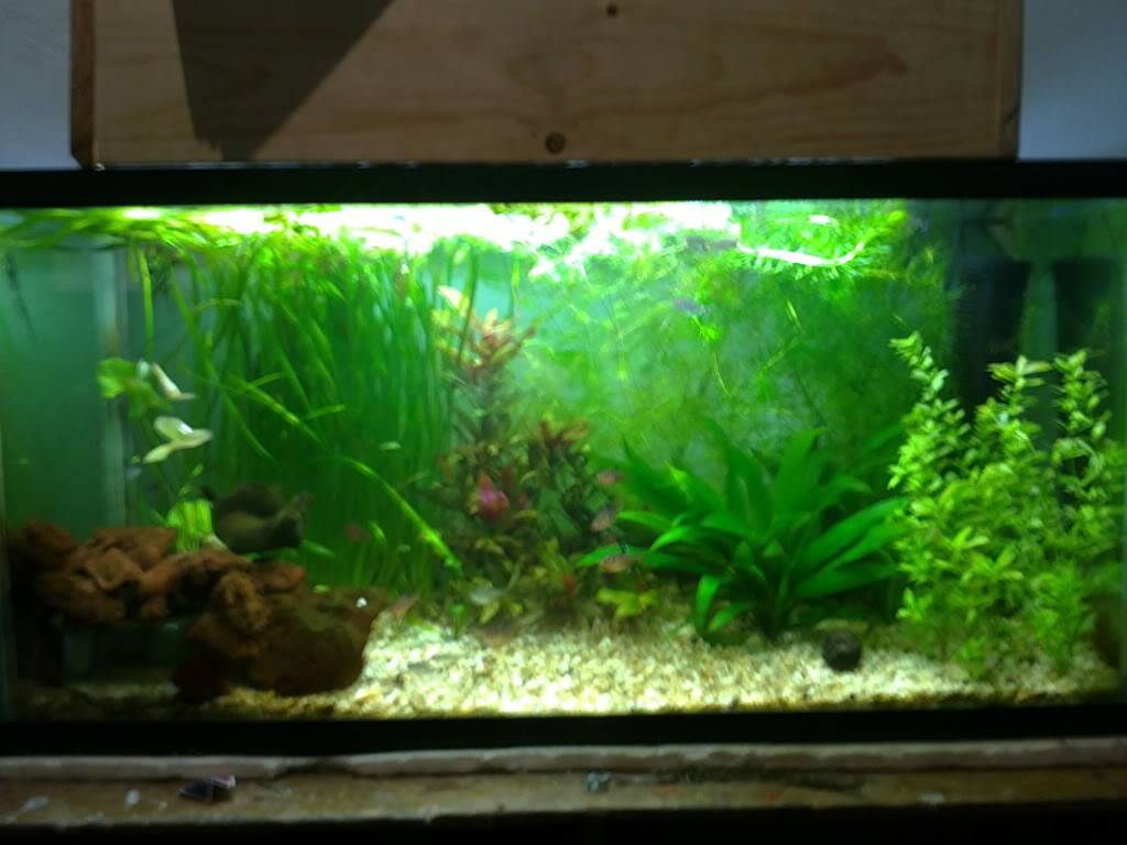 mi acuario  28082011093