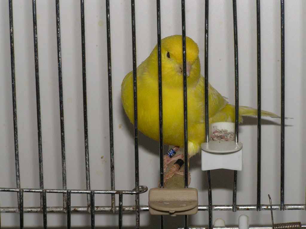 My yellow canaries P1010012
