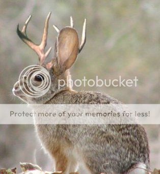 Photos mentioned in Random Wild Rabbit Question Jackalope2_zps86264ad4