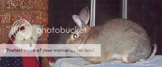 Thumper's Nortiness--The Shocking Photos ThumperStarBear