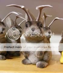 Photos mentioned in Random Wild Rabbit Question Jackalopemaysie_zps289c71b6