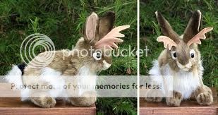 Photos mentioned in Random Wild Rabbit Question Jackalopetoy_zps66757ea2