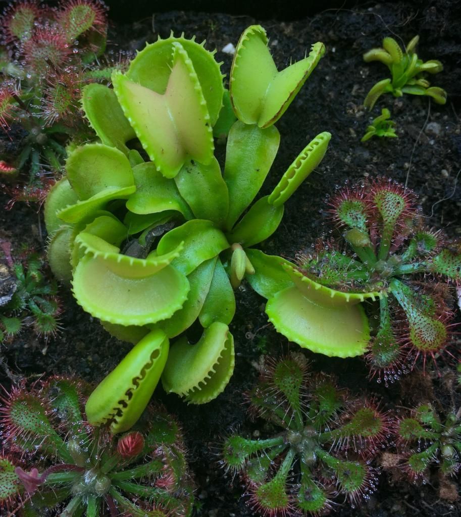 Dionaea 'coquiton' - Page 2 A07A3C17-87AD-465F-9E6A-454BFD6D62CA