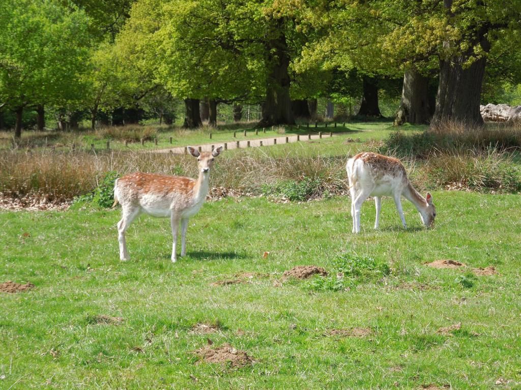 Deer park DSCN5669_zps37d9118a