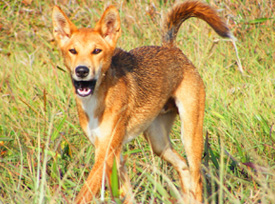 Possibly not a Husky? Dingo2