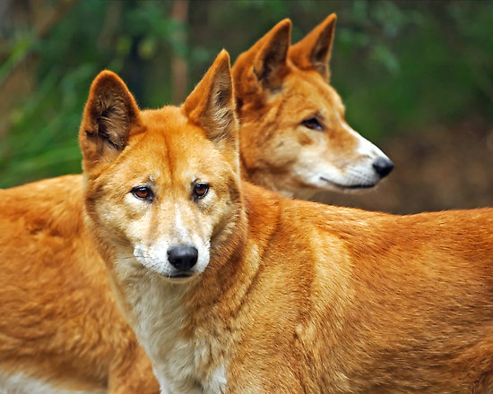 Possibly not a Husky? Dingoes3