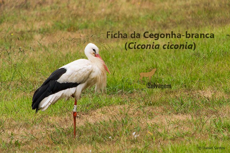 Ficha da Cegonha-branca (Ciconia ciconia) DSC_0798_zpsdxbb5sxt