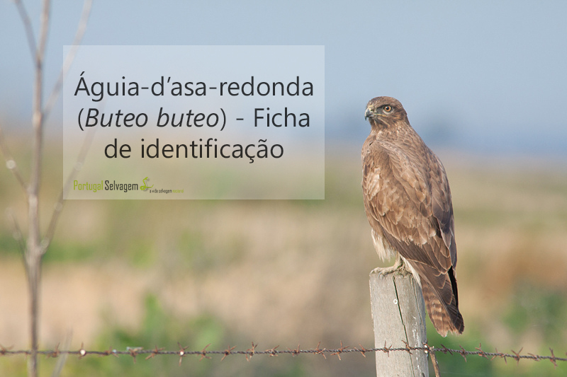 Águia-d'asa-redonda (Buteo buteo) - Ficha de Identificação Buteo_zpsaede4cb7