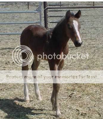 scared momless and herdless homeliss and sad lone foal  813582