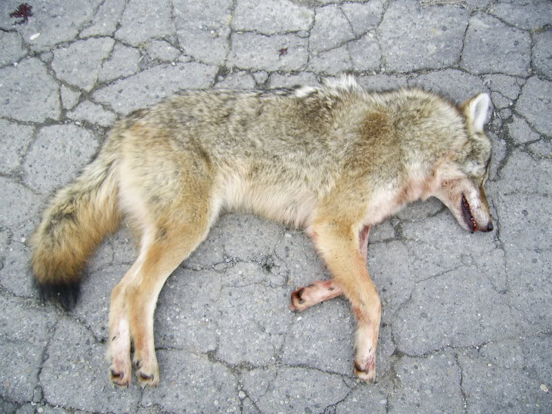 Premier coyote de Gino PIC_0897
