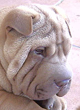 Pasmine pasa - Page 6 Shar-pei