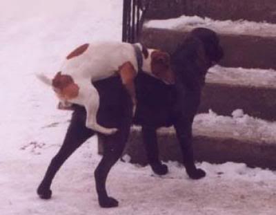 Post Funny pics!!!! Dog-mating-mismatch