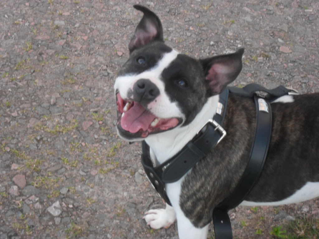 Staffies smile - Page 2 SDC12575