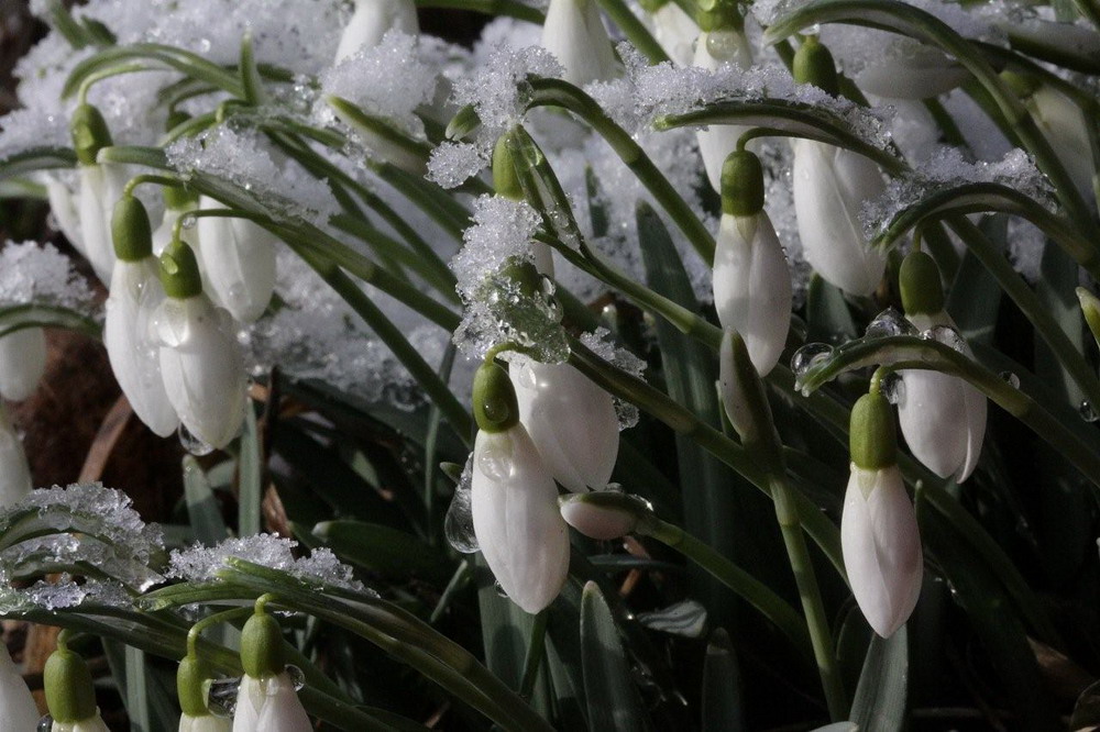 Hoa xuyên tuyết: Vẻ đẹp và sức sống huyền thoại Redsvn-Galanthus-09