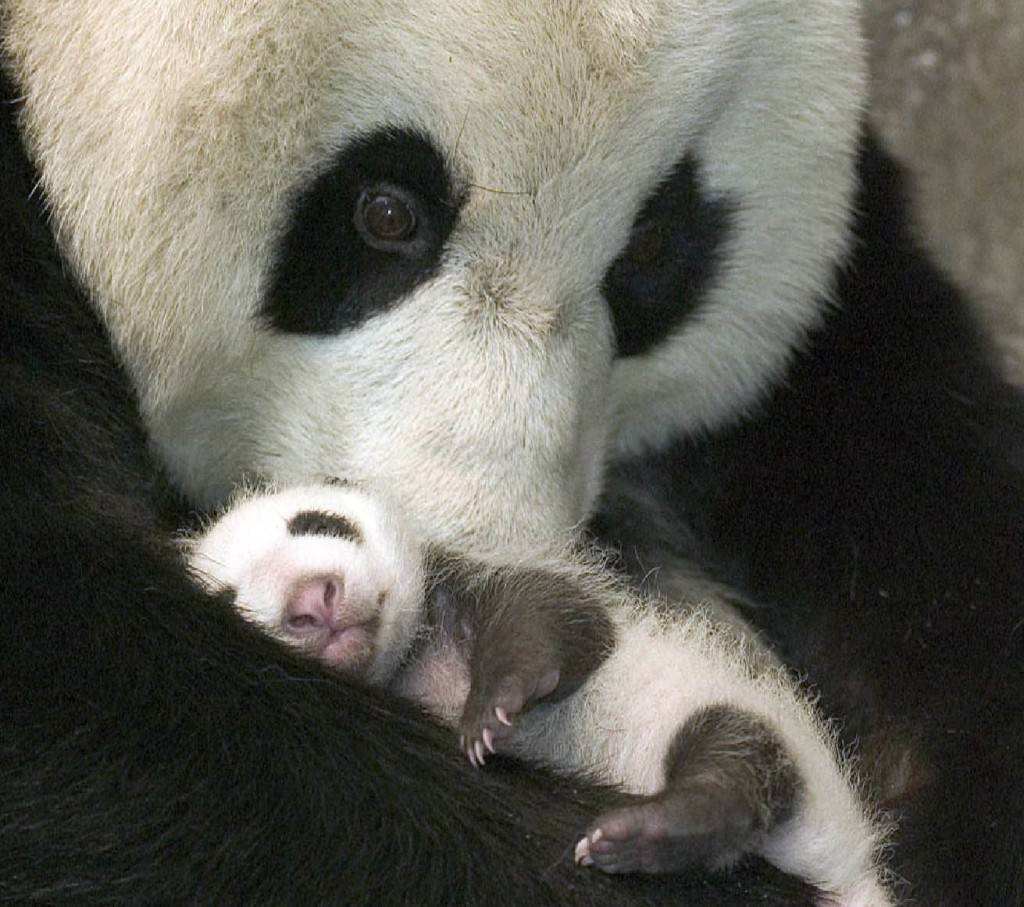 *** Panda News, Panda News *** Panda-and-baby-craddle-1024x907