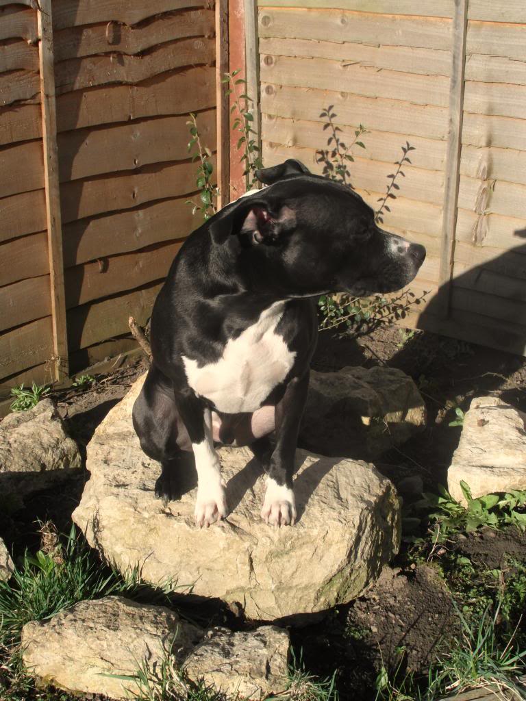 Sunbathing Staffy Photos  - Page 2 SAM_2353