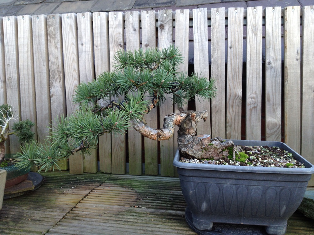 Pinus sylvestris "sumo?" 2011 - grafting branches BAF06848-0FC5-4A9C-BEB6-ED2FC0E93E91-7360-0000078417FBF2F8