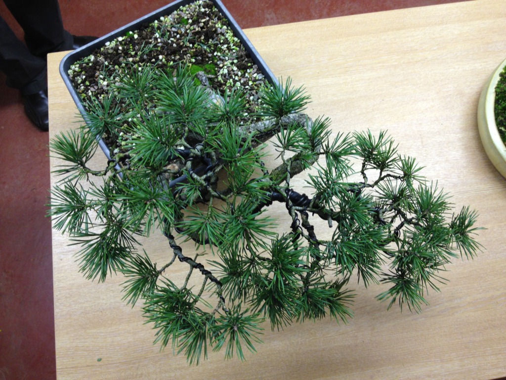 Pinus sylvestris "sumo?" 2011 - grafting branches Null-3