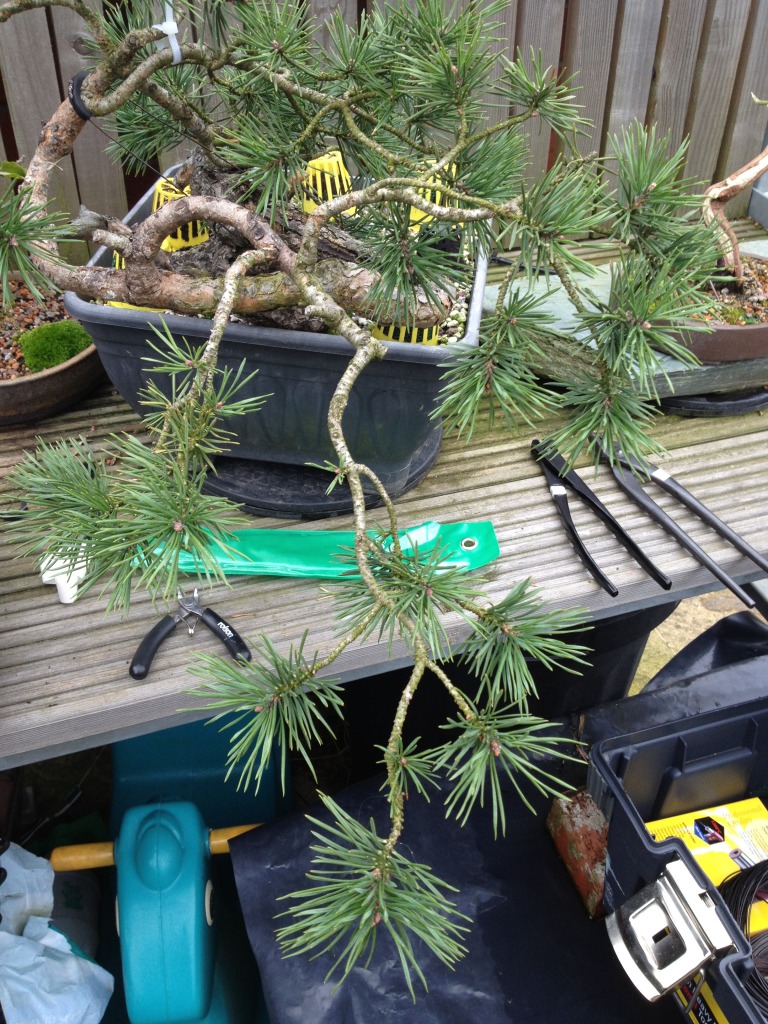 Pinus sylvestris "sumo?" 2011 - grafting branches Null-4