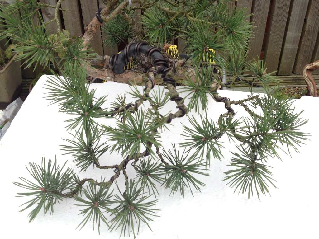 Pinus sylvestris "sumo?" 2011 - grafting branches Null