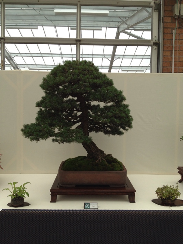 2102 Wirral Bonsai Society show 847F4832-0B3B-4C2F-AA4F-8D000258C87C-4384-00000416B131E446