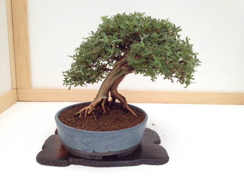 2102 Wirral Bonsai Society show A5ECB81D-8F64-46B3-A39E-A8B22B93F7D3-4384-00000416A0654965