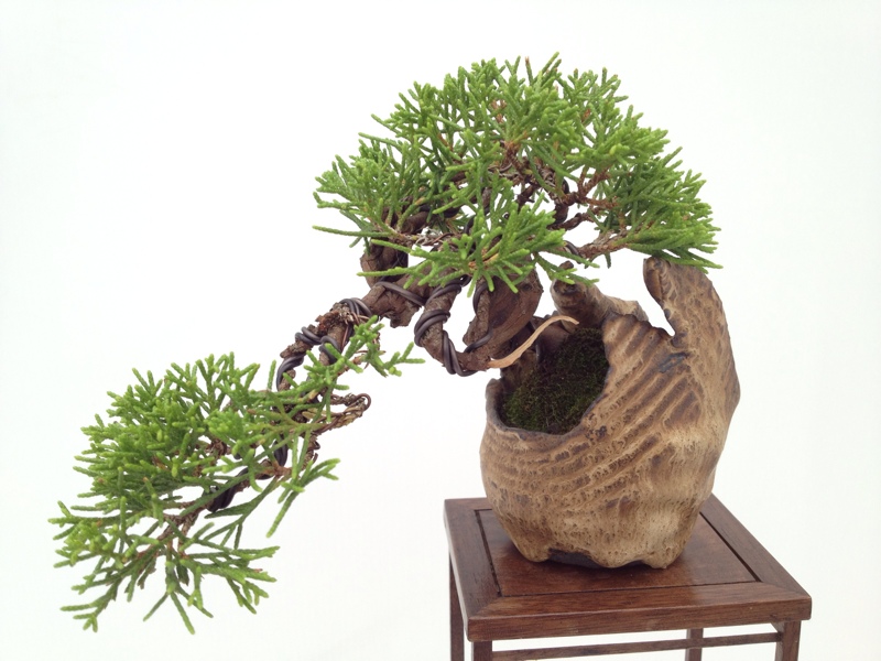 2102 Wirral Bonsai Society show A9E82D94-AD17-43F1-954A-27D2ACF0B011-4384-00000416A6EB054A