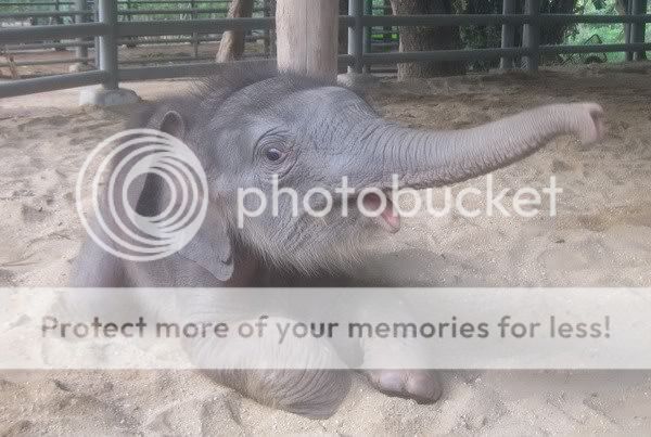 Hospital de Elefantes Tailandes, nombra a un elefante bebe "Jae" en su honor. (19/05/2012) 9z6yz