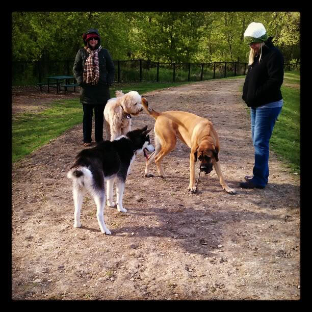 rocky's first time at the dog park Rockydogpark