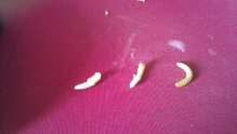 Diet - Page 3 Mealworms