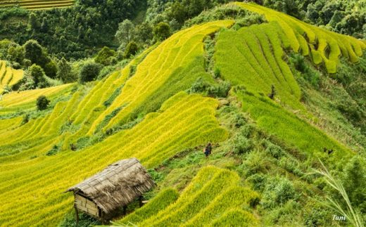 Kinh nghiệm du lịch bụi Sapa hai ngày 1 đêm cực ít chi phí , tốt đẹp Du-lich-mu-cang-chai_zps6aolwhnt