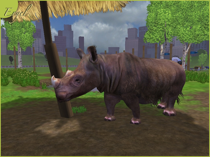 Rinoceronto de Sumatra / Sumatran Rhinoceros Rhinosumatra_zps983a1880