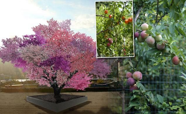 L'arbre des couleurs et des saveurs Albero%20dei%2040%20frutti