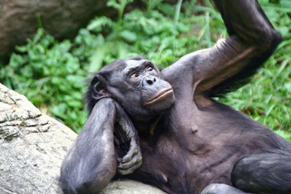  	 Bonobo. Los monos hippies. Bonobo5_zps8efa93df