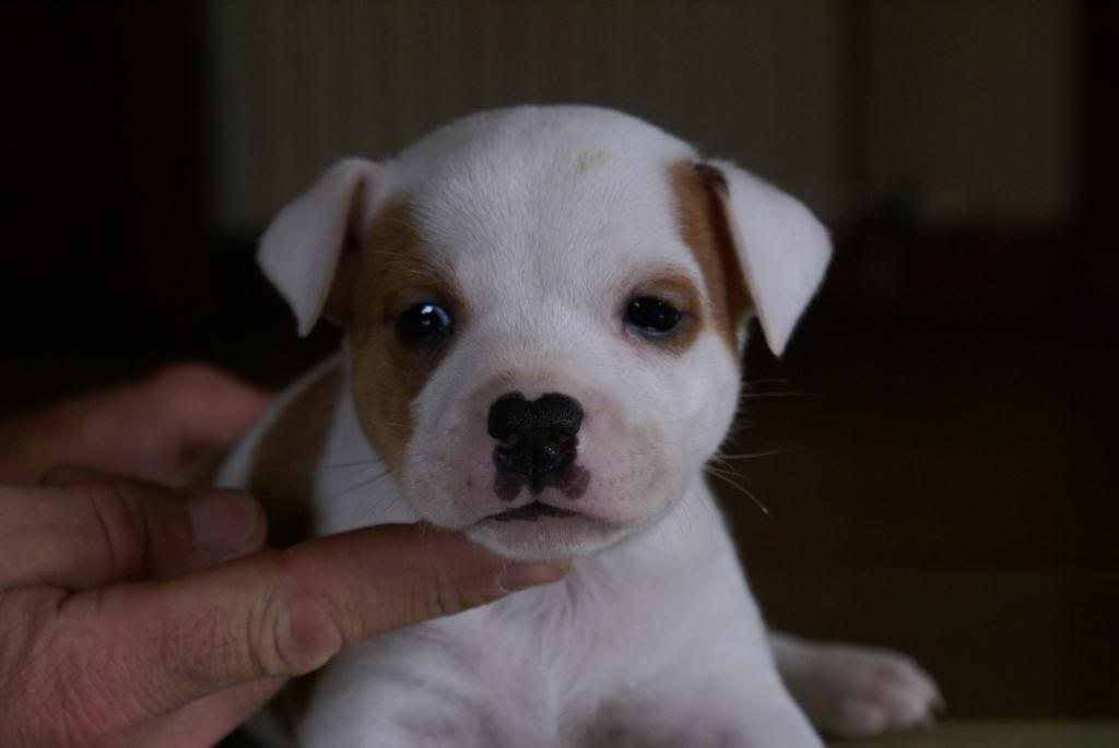 Bacchus's Puppies 4 weeks DSC00204_zpsce938e25