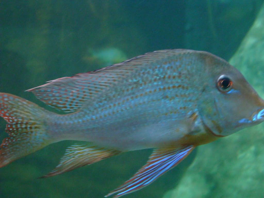 Acuarios y peces de faunia DSC05575