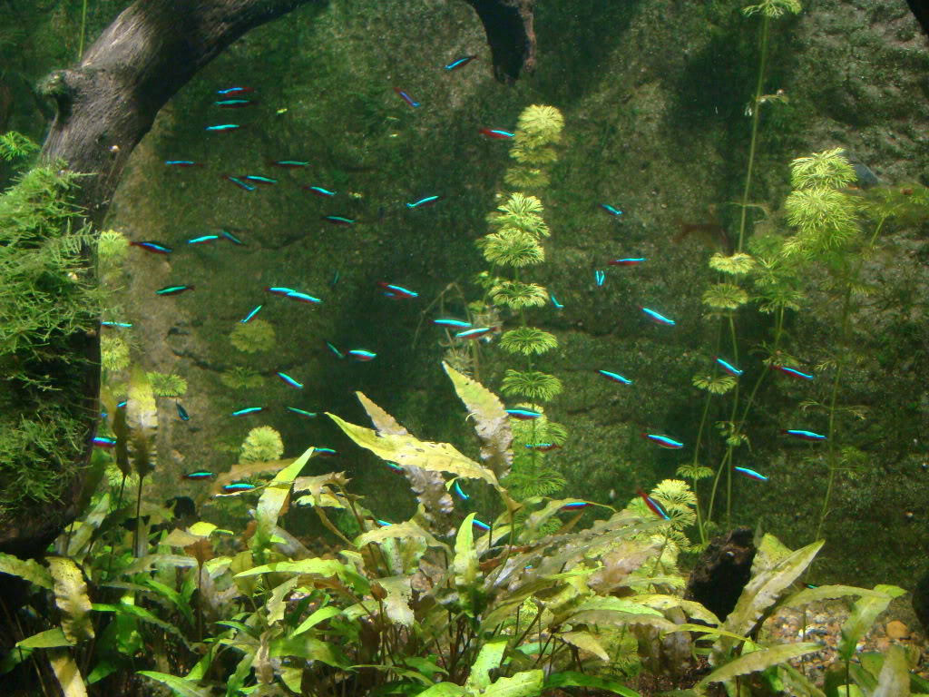 Acuarios y peces de faunia DSC05591