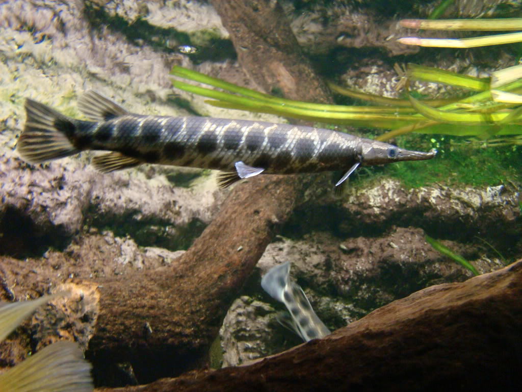 Acuarios y peces de faunia DSC05595