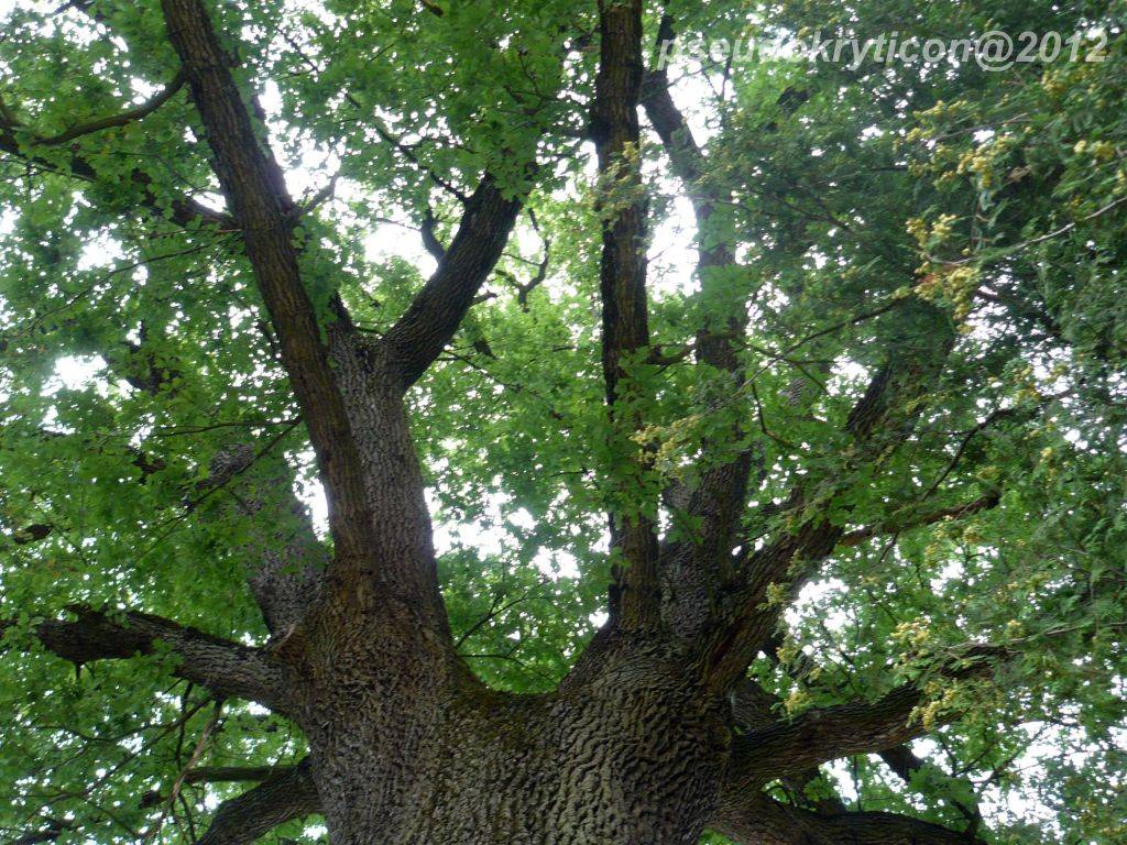 GORUNUL LUI HORIA -TEBEA (HD) 20120730-14-Tebea-032