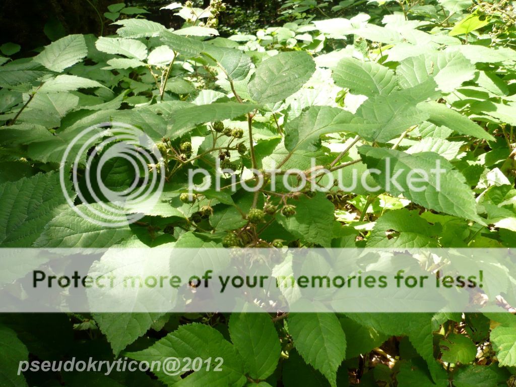 SARMIZEGETUSA REGIA - Capitala DACIEI preromane 20120731-20-SarmisegetusaRegia-025