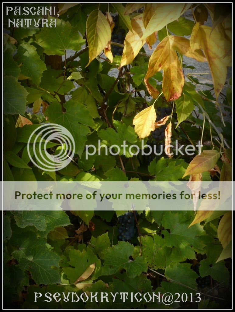 NATURA ATOTBIRUITOARE Pascani-Natura-20130912-004_zps35c8cfde