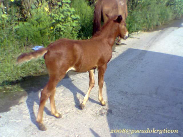 POZE CU ANIMALE DOMESTICE - Pagina 2 Calutmicut