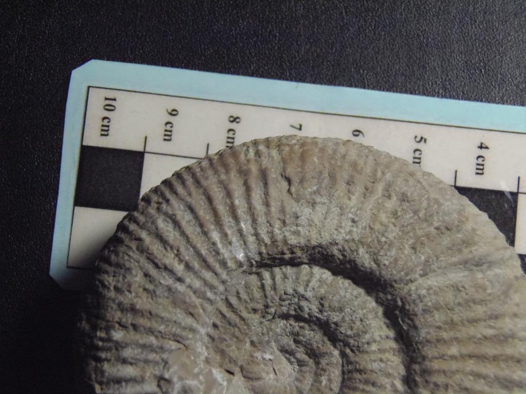 Identificar ammonites Oxfordiense PB290636