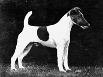 The history of the American Pit Bull Terrier PETER2