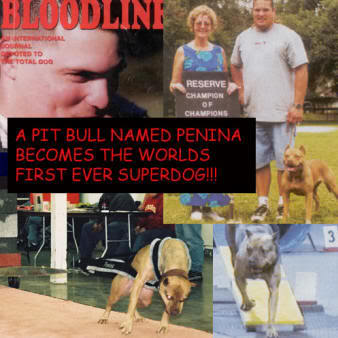 The history of the American Pit Bull Terrier Mikepenina1