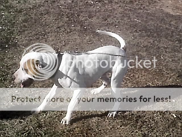 Photobucket - Video and Image Hosting